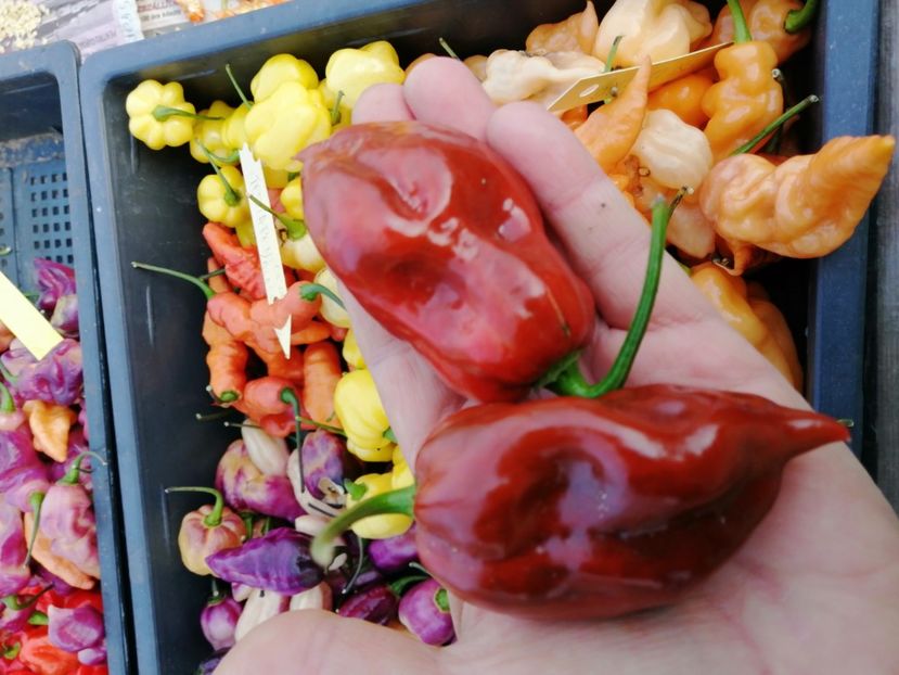  - SEMINTE ARDEI IUTE - DEVIL S CLAW CHOCOLATE F3 - NEIZOLAT - AI 52