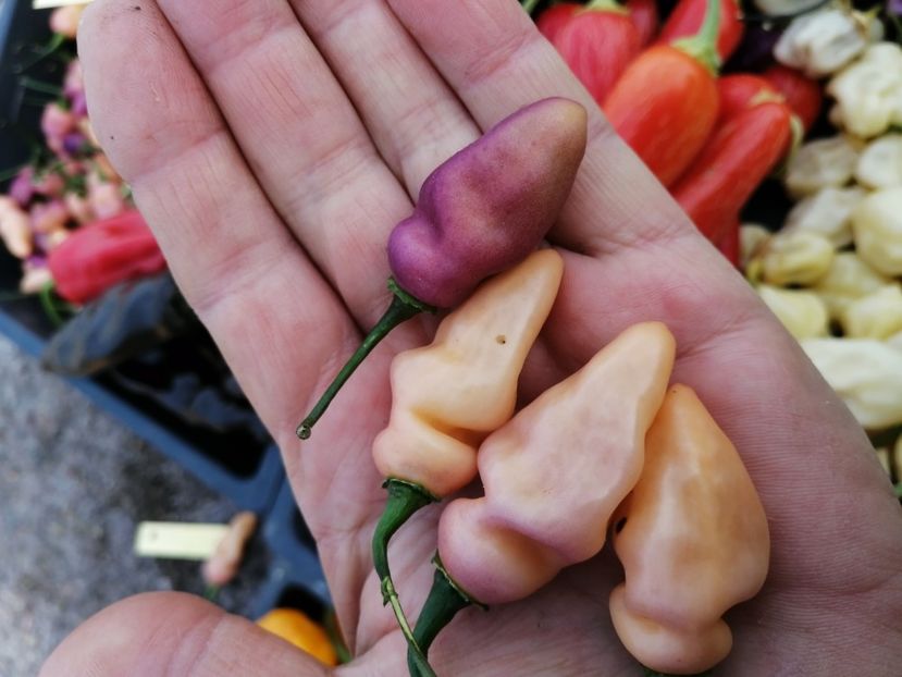  - SEMINTE ARDEI IUTE - AI 76 FIDALGA ROXA - NEIZOLAT