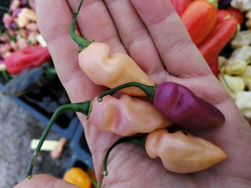  - SEMINTE ARDEI IUTE - AI 76 FIDALGA ROXA - NEIZOLAT