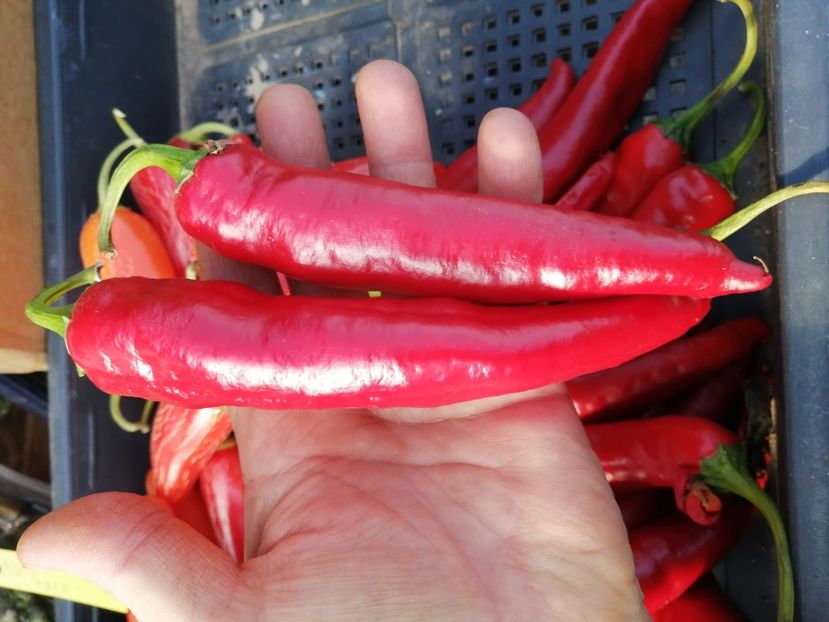  - SEMINTE ARDEI IUTE CHILI