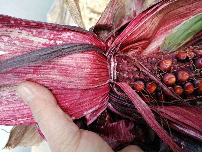  - SEMINTE PORUMB - P 36 ROSTRATO ROSSO DI ROVETTA ID - MORO BATTISTA