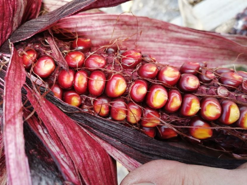  - SEMINTE PORUMB - P 36 ROSTRATO ROSSO DI ROVETTA ID - MORO BATTISTA