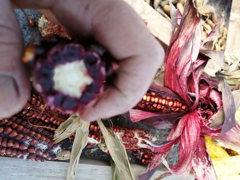  - SEMINTE PORUMB - P 36 ROSTRATO ROSSO DI ROVETTA ID - MORO BATTISTA