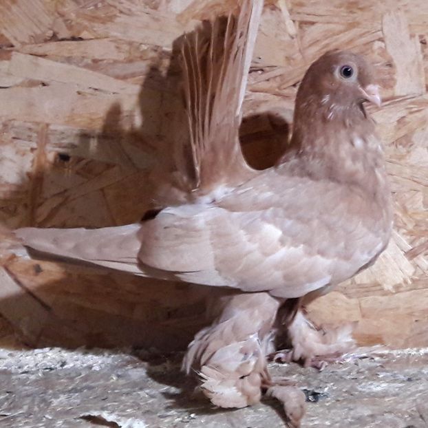  - 3---AGH DAȚI 2019 - 2025