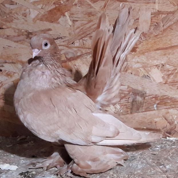  - 3---AGH DAȚI 2019 - 2025