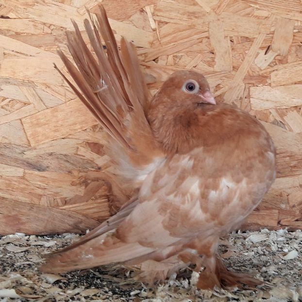  - 3---AGH DAȚI 2019 - 2025