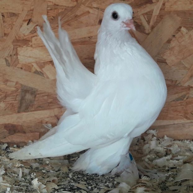  - 3---AGH DAȚI 2019 - 2025