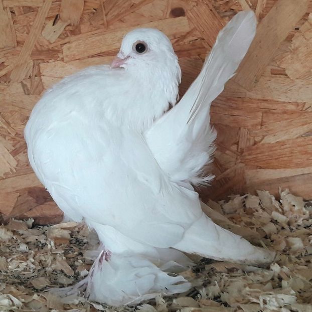  - 3---AGH DAȚI 2019 - 2025