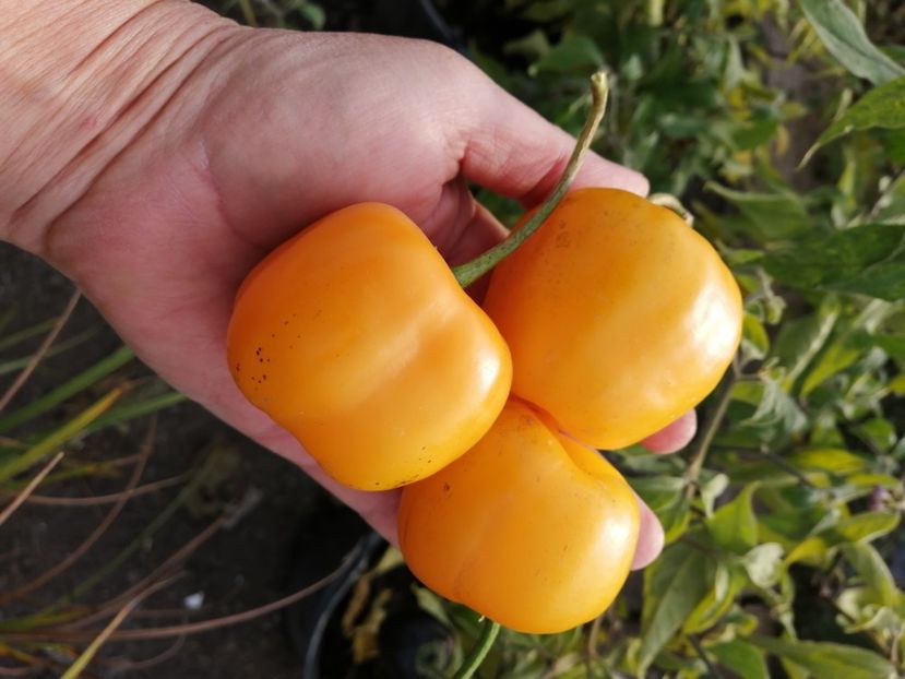  - SEMINTE ARDEI IUTE - AI 97 ROCOTO GALBEN - NEIZOLAT