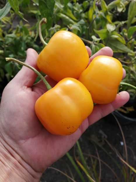  - SEMINTE ARDEI IUTE - AI 97 ROCOTO GALBEN - NEIZOLAT