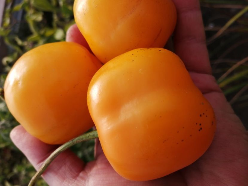  - SEMINTE ARDEI IUTE - AI 97 ROCOTO GALBEN - NEIZOLAT