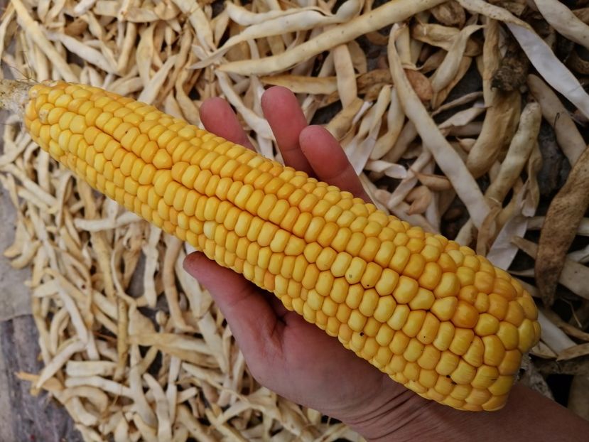  - SEMINTE PORUMB - P 35 CHIPA PARAGUAY