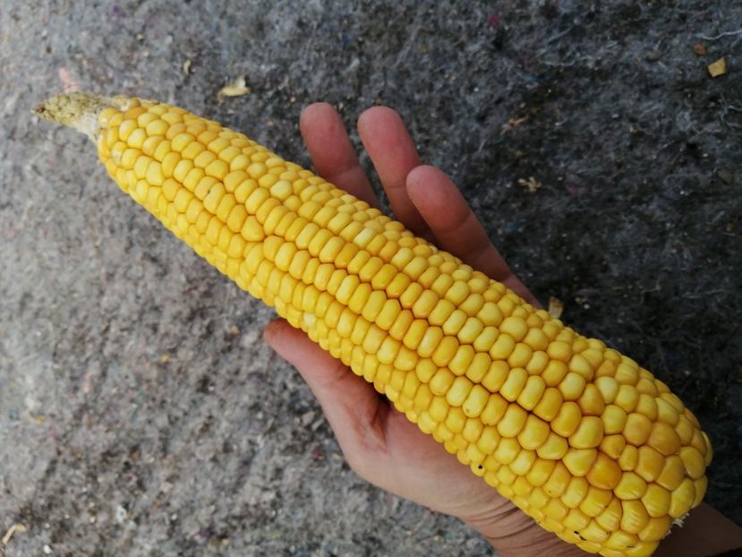  - SEMINTE PORUMB - P 35 CHIPA PARAGUAY