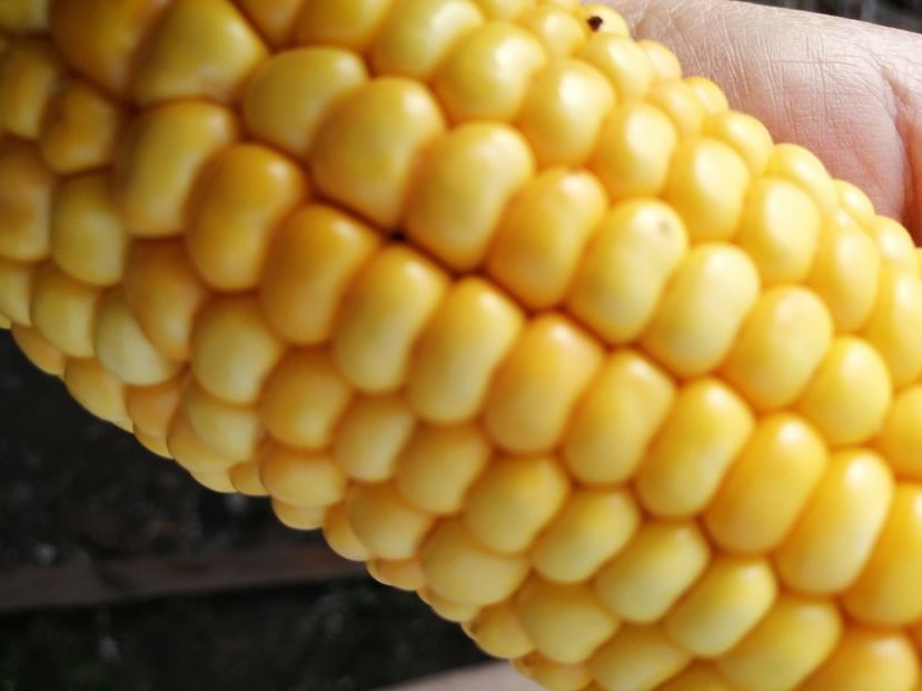  - SEMINTE PORUMB - P 35 CHIPA PARAGUAY