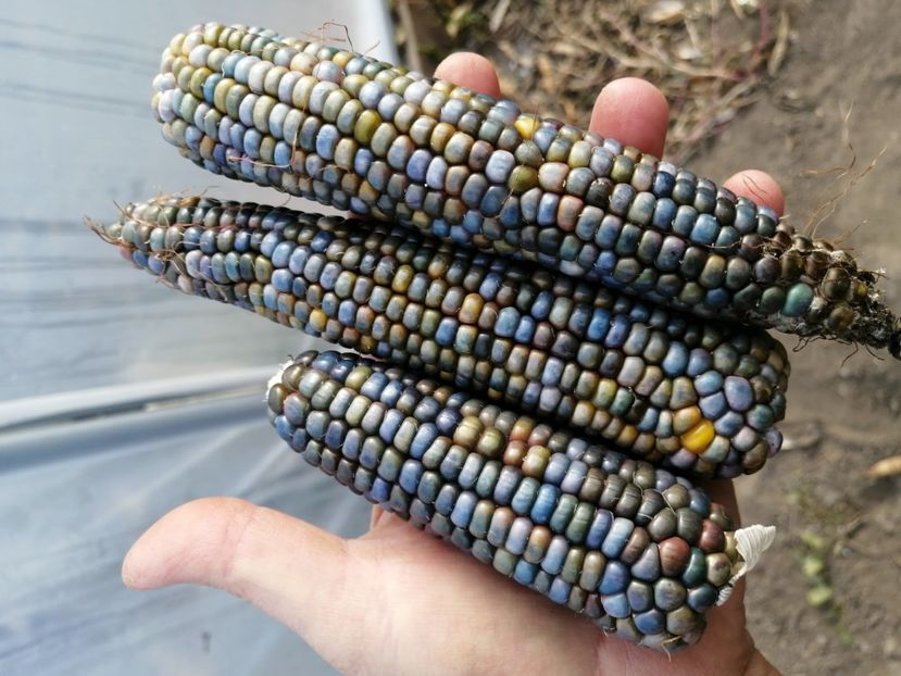  - SEMINTE PORUMB - P 37 HOPI BLUE MEXICO