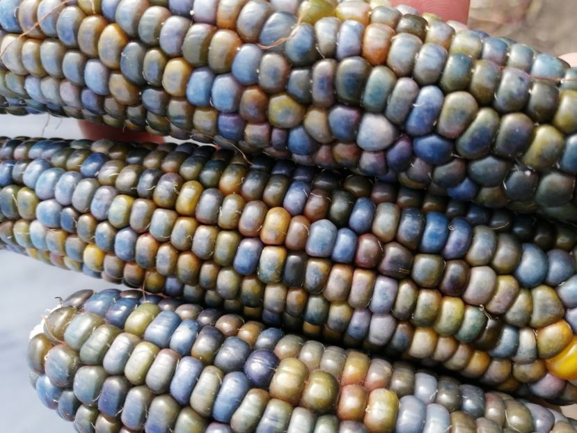  - SEMINTE PORUMB - P 37 HOPI BLUE MEXICO