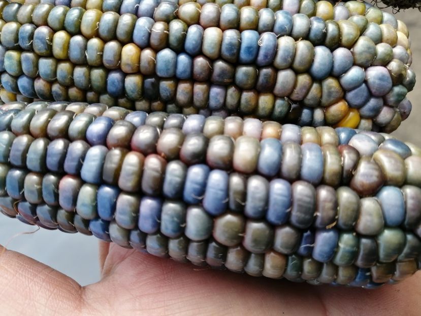  - SEMINTE PORUMB - P 37 HOPI BLUE MEXICO