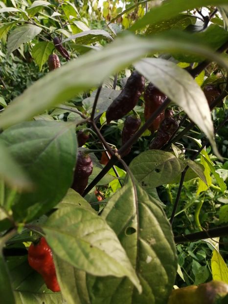  - SEMINTE ARDEI IUTE - AI 99 SAY S X BHUT PHENO 2 CHOCO - NEIZOLAT