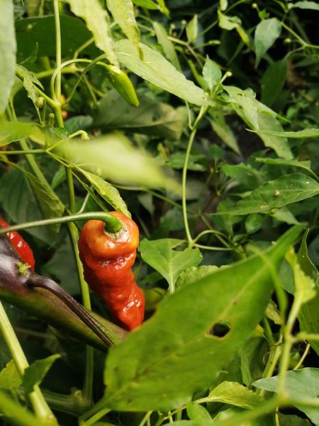  - SEMINTE ARDEI IUTE - AI 99 SAY S X BHUT PHENO 2 CHOCO - NEIZOLAT