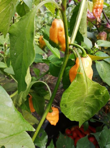  - SEMINTE ARDEI IUTE - AI 67 BHUT JOLOKIA X SR PEACH NEIZOLAT