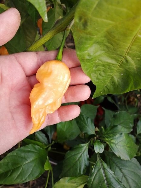  - SEMINTE ARDEI IUTE - AI 67 BHUT JOLOKIA X SR PEACH NEIZOLAT