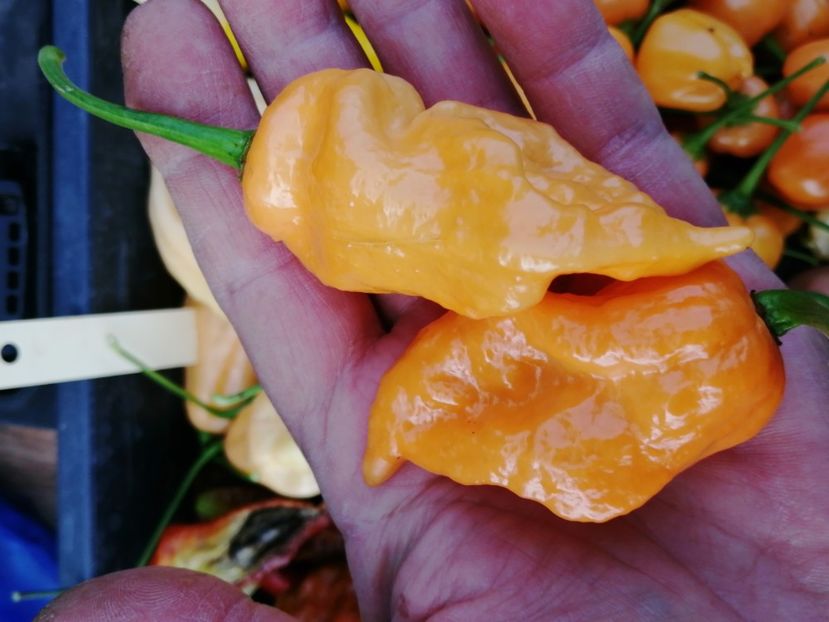  - SEMINTE ARDEI IUTE - AI 67 BHUT JOLOKIA X SR PEACH NEIZOLAT