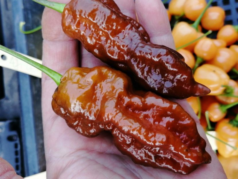  - SEMINTE ARDEI IUTE - AI 99 SAY S X BHUT PHENO 2 CHOCO - NEIZOLAT