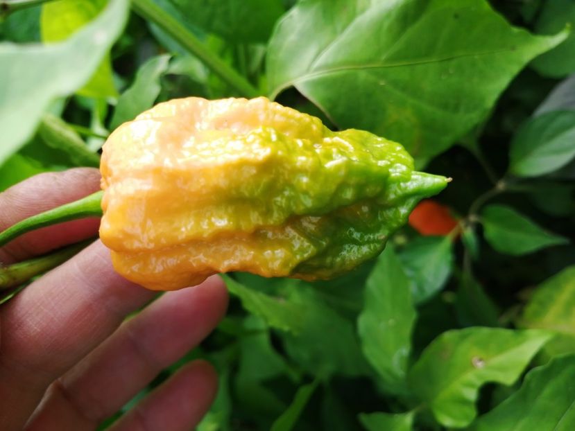  - SEMINTE ARDEI IUTE - AI 66 BBG 7 POT - NEIZOLAT