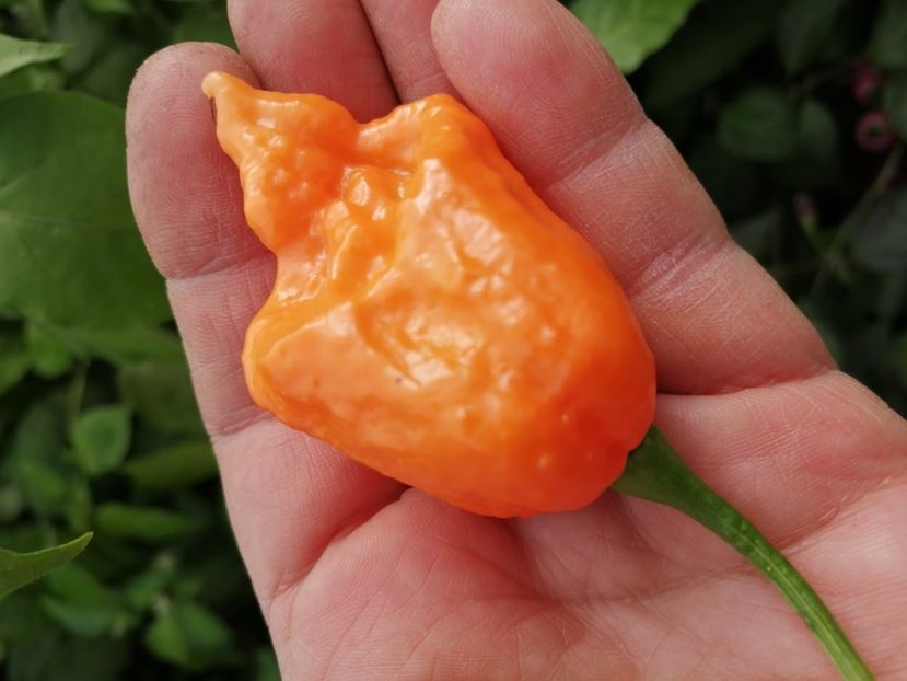  - SEMINTE ARDEI IUTE - AI 66 BBG 7 POT - NEIZOLAT