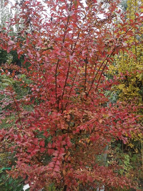 lagestroemia Sioux - arbori ornamentali 2020