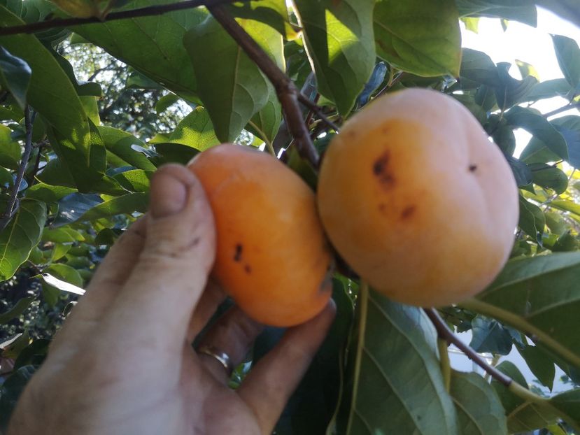  - arbori fructiferi 2020