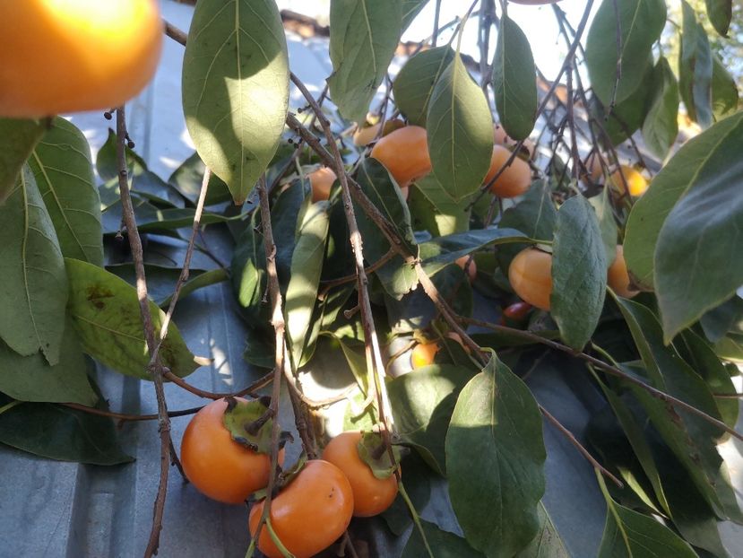  - arbori fructiferi 2020