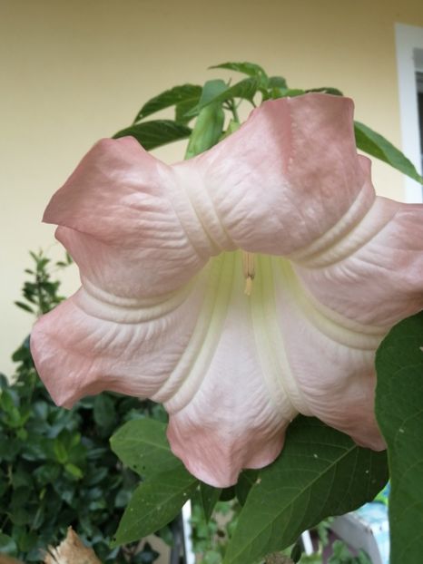  - Brugmansia