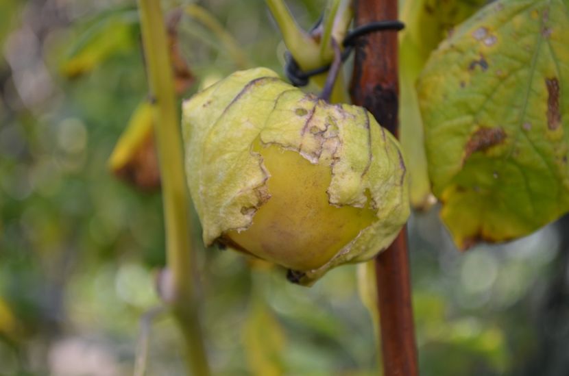 Tomatillo - ProVegan