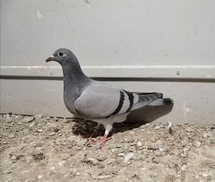 Vanata 64 - 29 x 08 - PORUMBEI