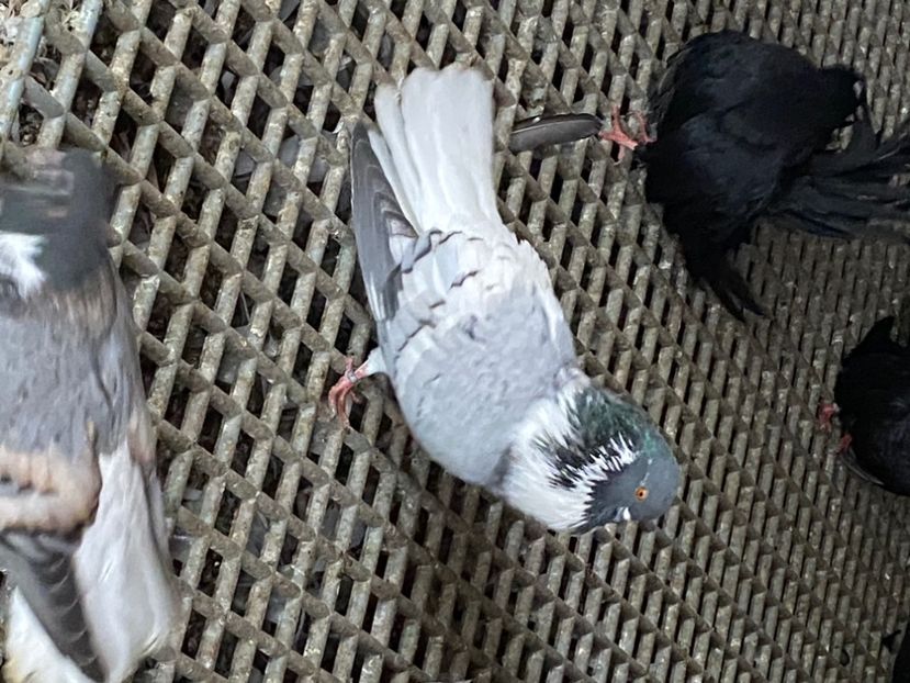 0477F51F-056E-47B3-8900-D5C7EFF2EECD - Vargati cu dunga alba