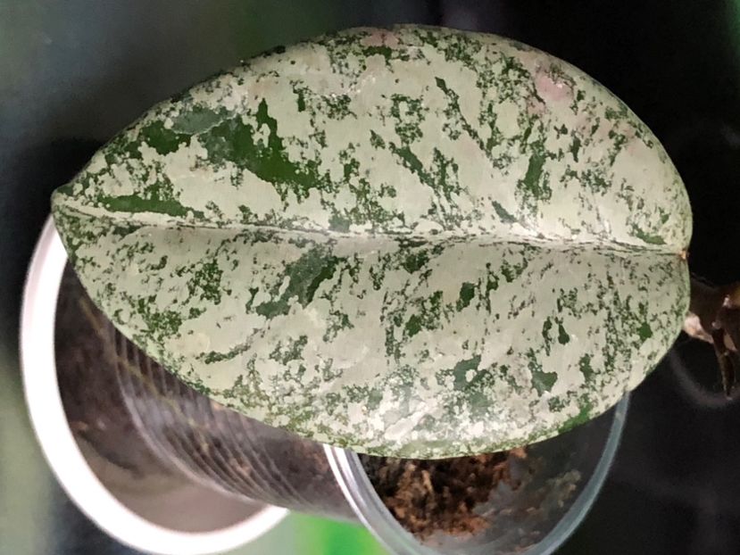 4FEC5710-04AC-4325-94E3-BD0C48049861 - Carnosa Wilbur Graves