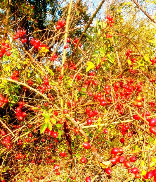  - - O - Fotografii x