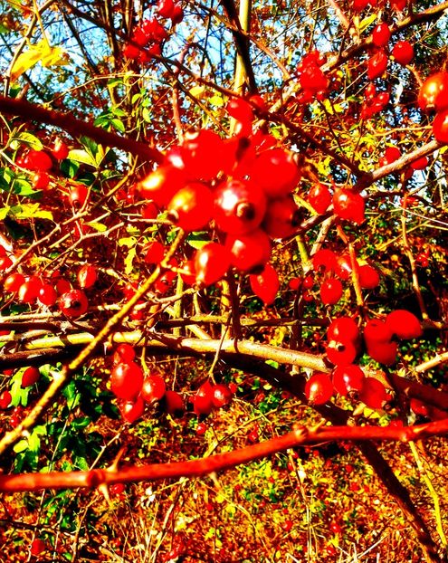  - - O - Fotografii x