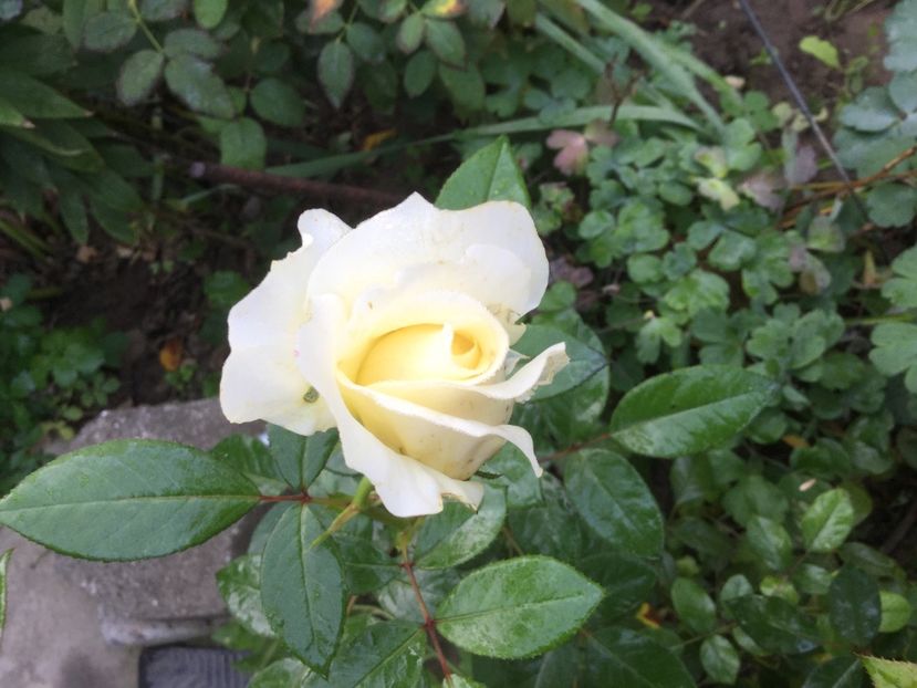 65006B86-F308-461B-8A44-F8D6C83838D9 - Trandafiri 2020