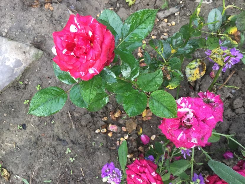 350C4D7A-ECFA-46A4-ADB8-358AFE9AB830 - Trandafiri 2020