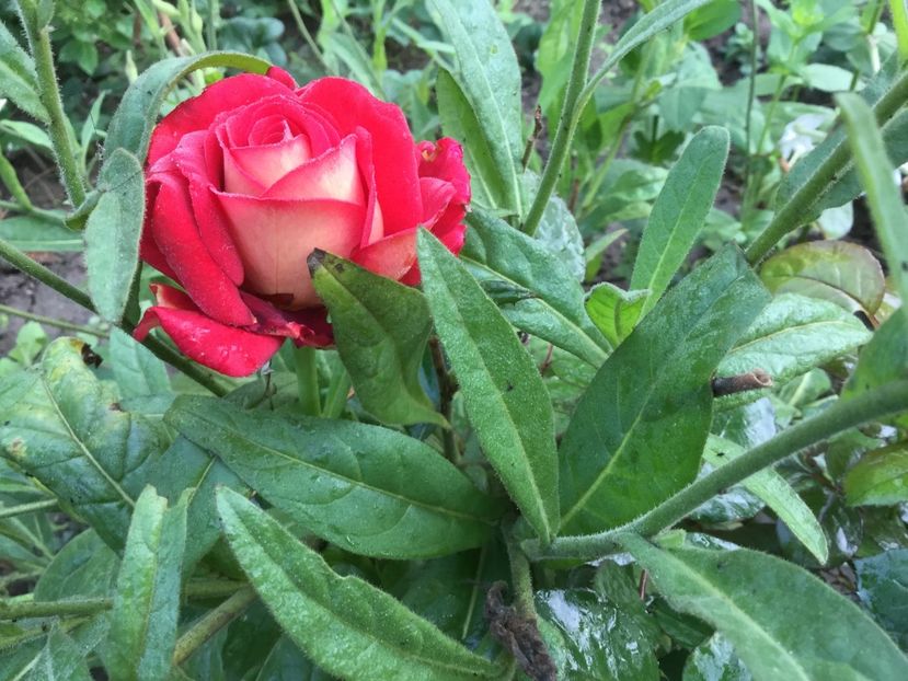 7B54F11D-EF44-4AAC-8216-F1334DB744D7 - Trandafiri 2020