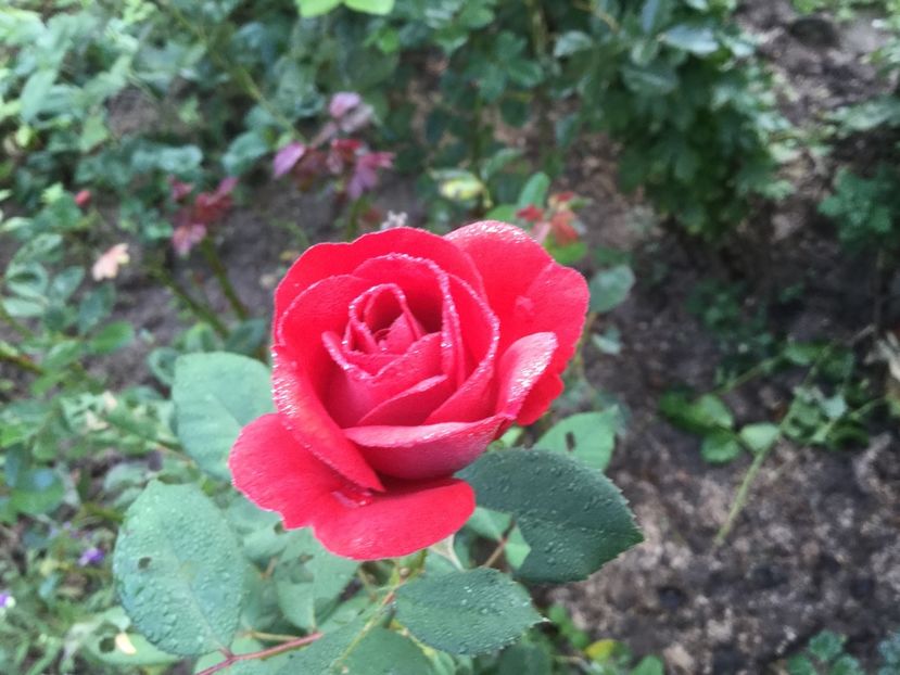 3843DE5A-05CE-4527-9DE2-3625AEEEB406 - Trandafiri 2020