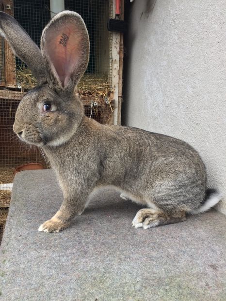 2A907DCE-3903-4D51-A531-EF6993907DEB - RO 8-3060