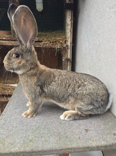 198BD4DD-AFC8-41AD-A912-118AF3727A1E - RO 8-3036