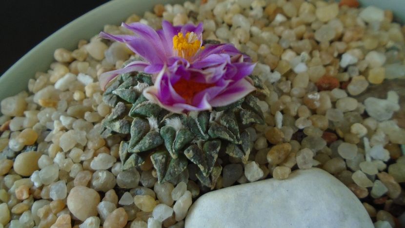 Ariocarpus kotschoubeyanus v. macdowellii - Cactusi 2020 final de an