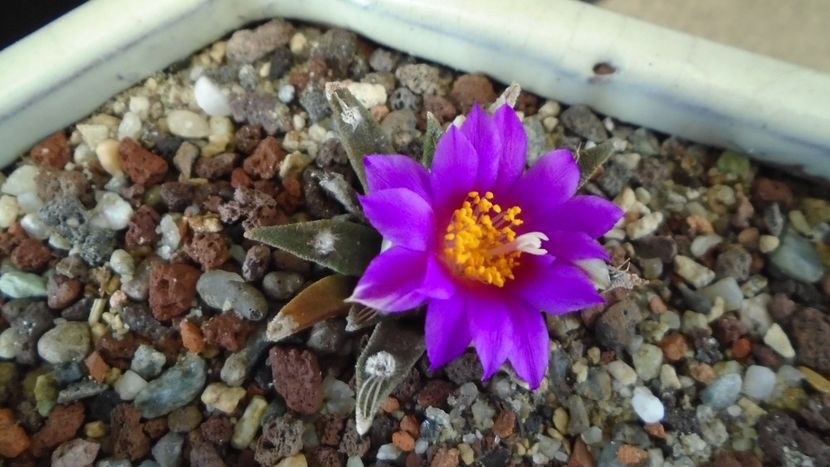 Ariocarpus kotschoubeyanus v. macdowellii - Cactusi 2020 final de an