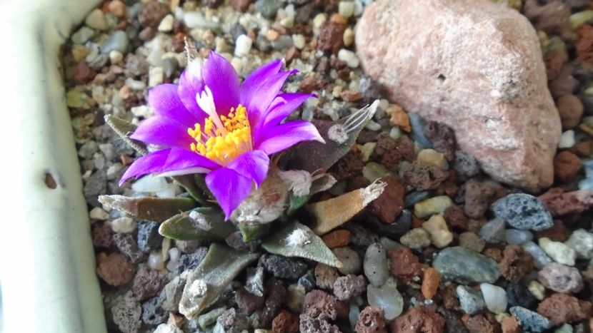 Ariocarpus kotschoubeyanus v. macdowellii - Cactusi 2020 final de an