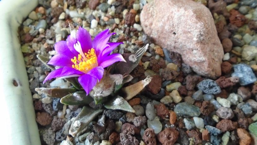 Ariocarpus kotschoubeyanus v. macdowellii - Cactusi 2020 final de an