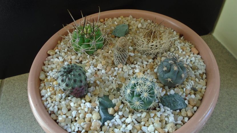 Grup de 6 cactusi - Cactusi 2020 final de an